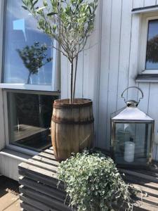 un arbre dans un tonneau en bois à côté d'une lanterne dans l'établissement Boende nära havet, à Varberg