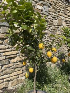a lemon tree in front of a stone wall at Foresteria Antica Bastia B&B in Bergamo