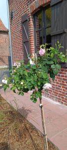 einem Rosenbusch vor einem Backsteingebäude in der Unterkunft Les roses d'Olga 