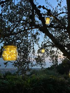 un bocal avec des lumières suspendues à un arbre dans l'établissement La Terrazza sulla Versilia, à Vitoio