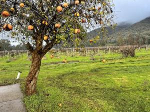 an orange tree in the middle of a field at King Edi Cottage in Edi