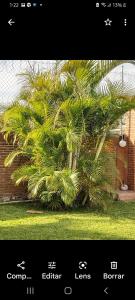 una foto de una palmera frente a un edificio en Cuautla morelos linda Casa de campo, en Cuautla Morelos
