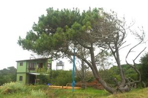 un árbol en un campo al lado de una casa en Posada Anacahuita, en La Pedrera