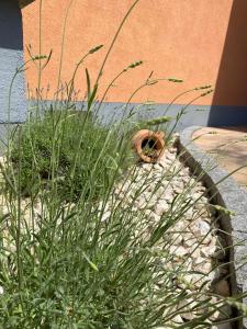 a plant in a garden next to a building at Ferienwohnung im Sand in Herbolzheim