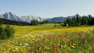 a field of flowers with mountains in the background at Haus Almrose in Leutasch