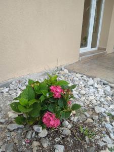 uma planta com flores cor-de-rosa sentada em rochas em frente a uma casa em sylias village em Skála Korinoú