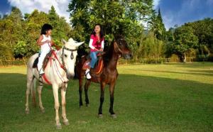 Animales en el resort o alrededores