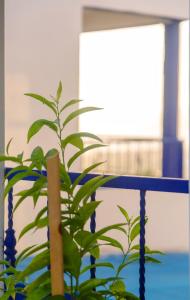 a plant sitting next to a blue railing at The Rina Hostel in Agadir