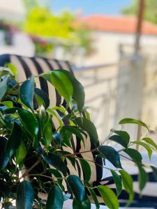 un arbusto con hojas verdes delante de un banco en Lydia House en Korinthos