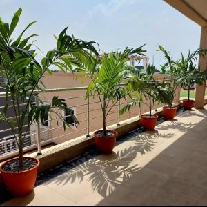 eine Reihe von Palmen in Töpfen auf einem Balkon in der Unterkunft Ziroc Apartments Lekki Phase 1 in Lagos
