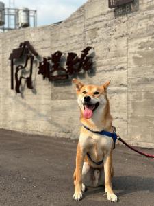 Huéspedes con una o varias mascotas en 埔里柴居民宿