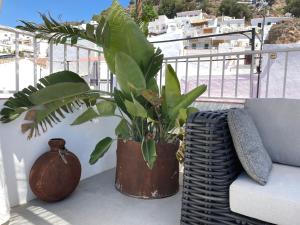 a plant in a pot sitting on a balcony at Los Nidos Apartments, Frigiliana in Frigiliana