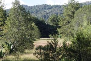 un campo en medio de un bosque con árboles en Cabaña A-Frame en La Estanzuela en Estanzuela