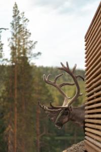 Fotografie z fotogalerie ubytování Kurula's Resort v destinaci Pyhätunturi