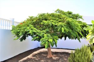 Ogród w obiekcie Grand Villa Famara Puerto del Carmen