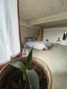 een plant in een pot in een kamer met een bed bij Casa Leona Oaxaca in Oaxaca City