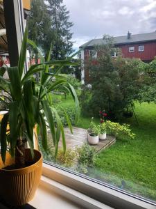 une fenêtre avec une plante en pot sur un rebord de fenêtre dans l'établissement Grefsen/Central Oslo, à Oslo