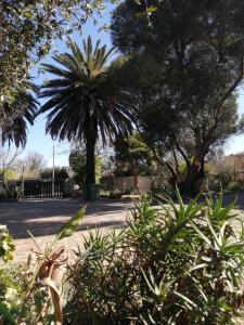 a palm tree in the middle of a park at Kaste Guest House Edenvale in Edenvale