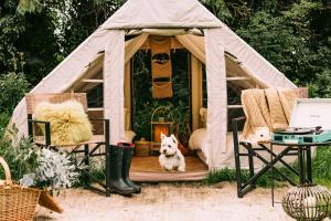 un perro sentado frente a un cenador en Fitz Of Inch - Self Catering House and Barns, en Stradbally