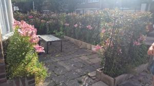 Zahrada ubytování Guesthouse Zandvoort