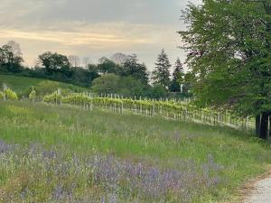 un campo de flores púrpuras junto a una valla en Country House Accommodation on Dreamway Path - Colfosco di Susegana TV, Veneto, Italy, en Susegana