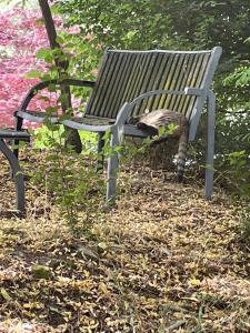 un chat assis sur un banc dans un parc dans l'établissement Agriturismo Ai Gradoni, à Teolo