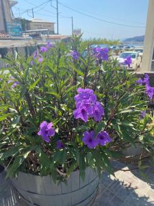 a potted plant with purple flowers in a pot at Ag.apostoloi studios in Agioi Apostoli