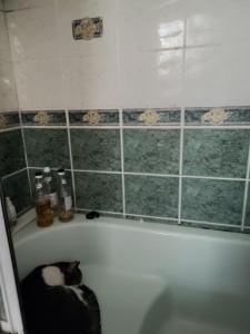 a black and white cat sitting in a bath tub at Golden horn in Istanbul