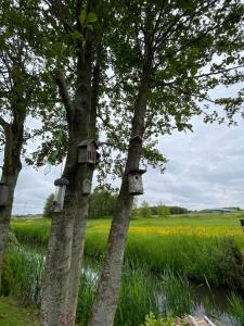 two trees with birdhouses on them in a field at La Luna - Desi in Heerhugowaard