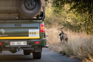 a dog standing on a road next to a truck at Nkuhlu Tented Camp in Skukuza