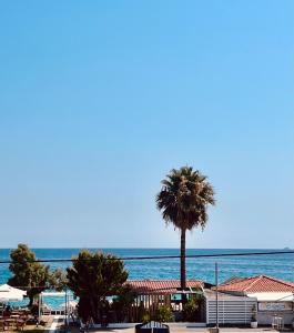 una palmera frente al océano en La Mer Luxury Apartments, en Ierissos