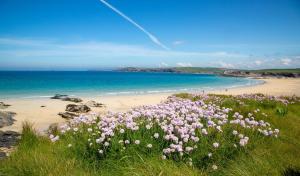 ein Feld rosa Blumen am Strand in der Unterkunft Trethvor House FREE PARKING Private bathroom Double in Padstow + 14 Fotos