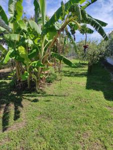 eine Reihe von Bananenbäumen im Hof in der Unterkunft Nature House Federico in Bernalda