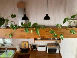 une cuisine avec des plantes en pot sur une étagère en bois dans l'établissement Acogedora casa en Rinlo, en la villa de Ribadeo, à Ribadeo