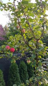 ein Baum mit Äpfeln darauf im Garten in der Unterkunft Casa de vacanta Zsenik Vendeghaz in Sovata