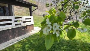 a tree with white flowers in front of a building at Lazarus House in Berane