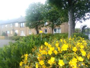 a garden of yellow flowers in front of a building at Room 2 in Broxburn