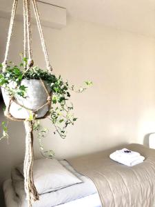 科沃拉的住宿－Apartment Rauha，挂在一室的植物