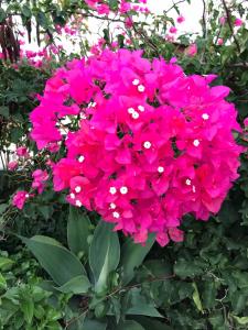 Gallery image of Dammuso Villa in Lampedusa