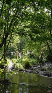 une forêt avec une rivière, des arbres et une masse d'eau dans l'établissement Cabana Victor, à Sighetu Marmaţiei