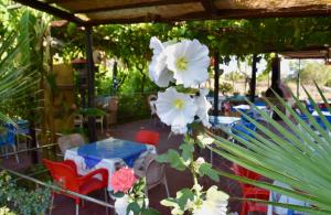A garden outside Nitsa's Apartments