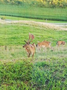 a group of deer standing in a field behind a fence at Lesena hiška čebelnjak in Loče pri Poljčanah