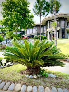 a palm tree in front of a house at Rock City Resort in Mingora