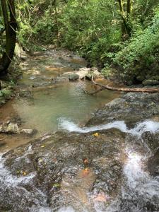una corriente de agua con rocas en un bosque en Mi casita, en Montezuma