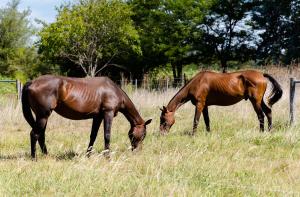 dwa konie pasące się na polu wysokiej trawy w obiekcie Terranova Glamping w mieście Luján