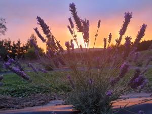 Lavender Row Farm