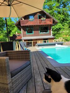 un gato blanco y negro sentado en una terraza junto a una piscina en Le chalet du Cerf - Chambres d'hôtes, en Somme-Leuze