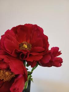 two red flowers in a vase with a white background at Guesthouse La maison de Fille in Diest