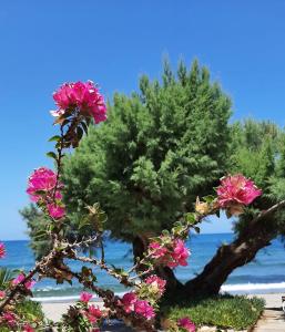 Gallery image of Erofili in Agia Marina Nea Kydonias