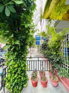 瓦拉納西的住宿－高塔姆酒店，商店里一群盆栽植物